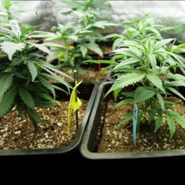 L'Art de la Culture du CBD à la Maison : Légalité et Astuces