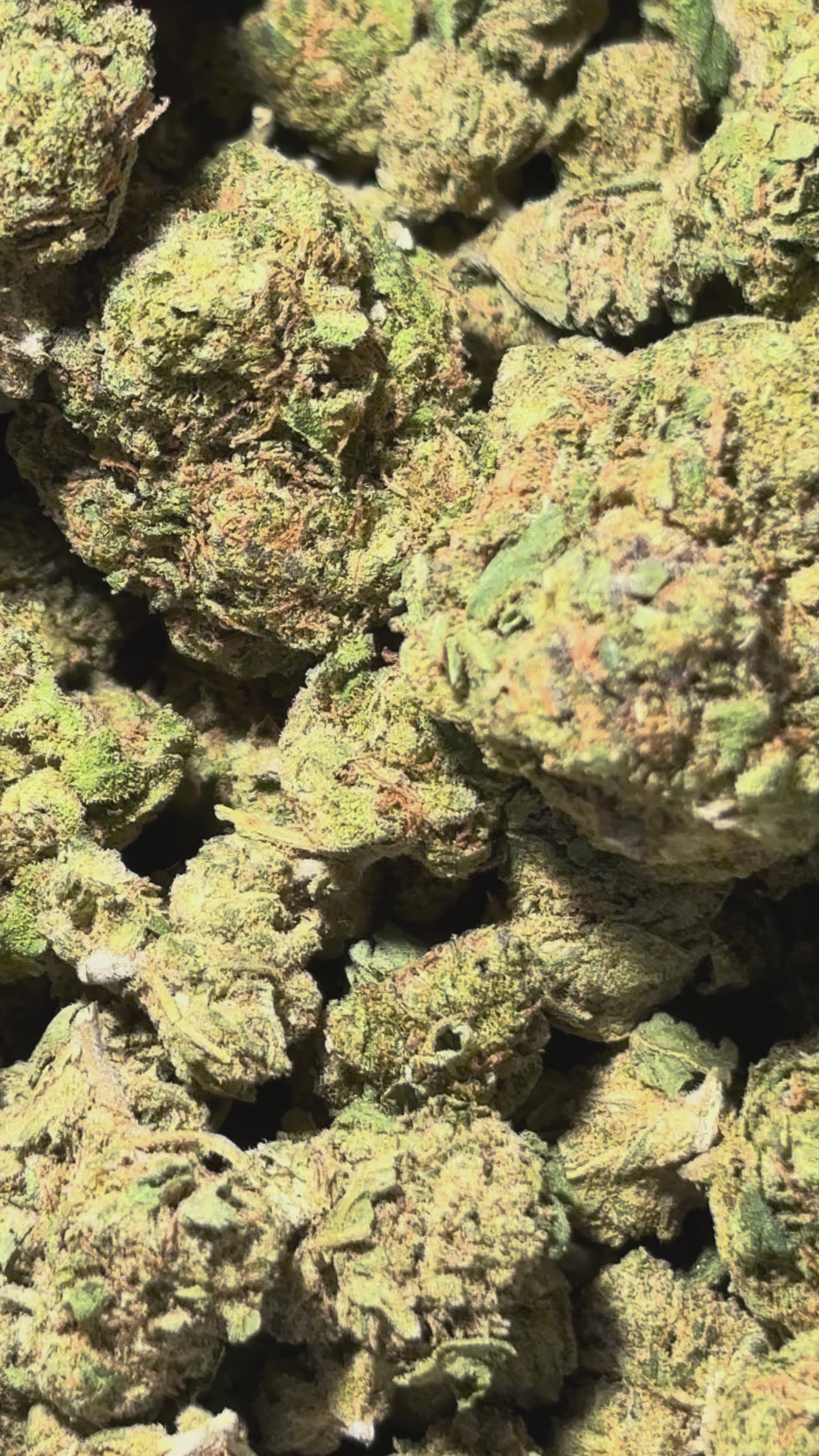 Video laden: Monster Kush 18% CBD