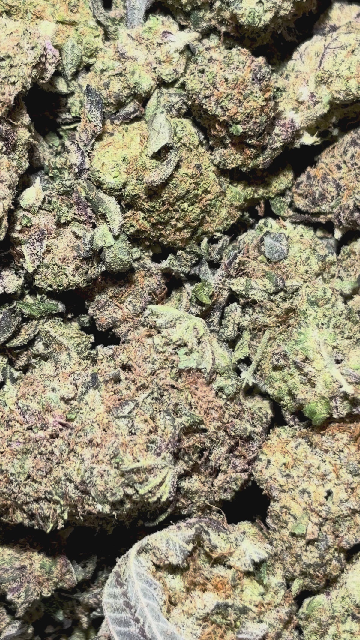 Video laden: Orangello Indoor 15% CBD